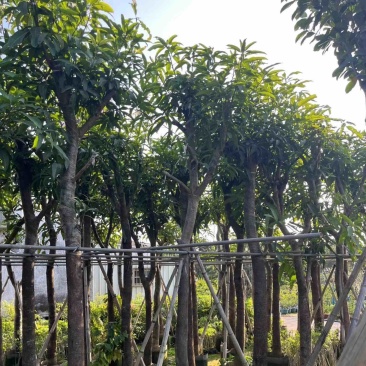 芒果树8～15公分基地直销规格齐全欢迎老板来电咨询