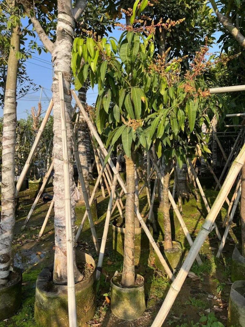 金煌芒果苗基地直销规格各种欢迎老板来电咨询合作