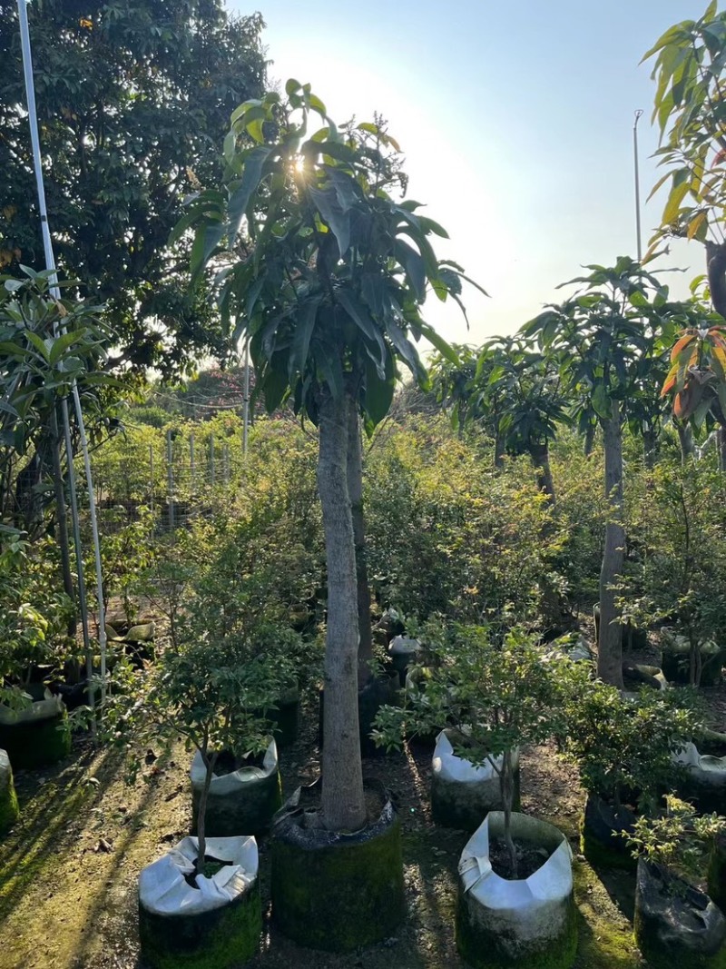金煌芒果苗基地直销规格各种欢迎老板来电咨询合作