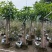 金煌芒果苗基地直销规格各种欢迎老板来电咨询合作