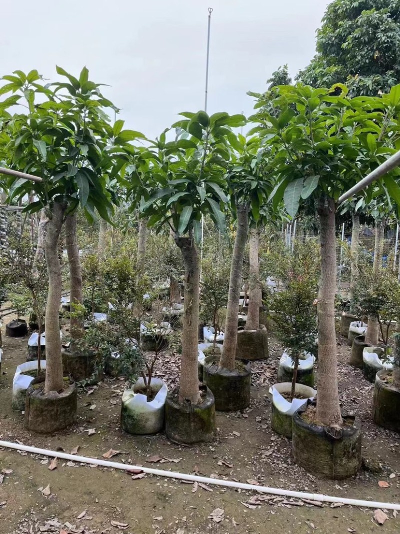 金煌芒果苗基地直销规格各种欢迎老板来电咨询合作