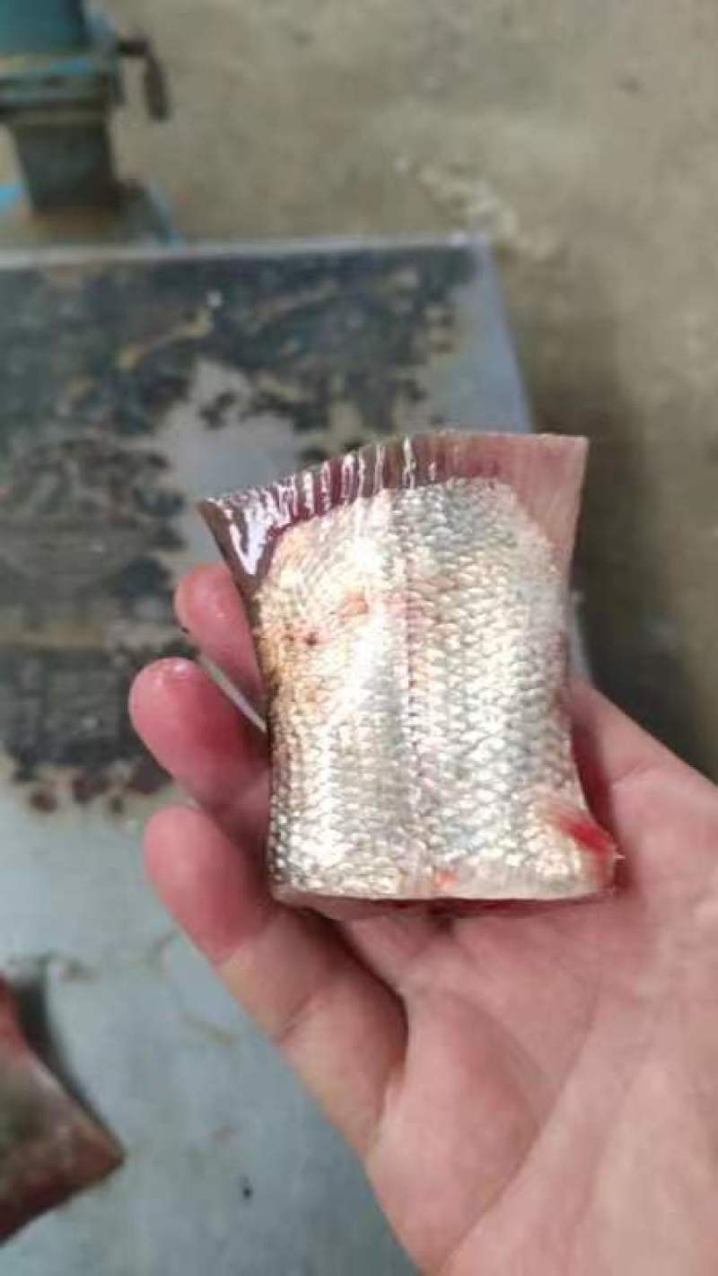 鲢鱼尾鲢鱼块