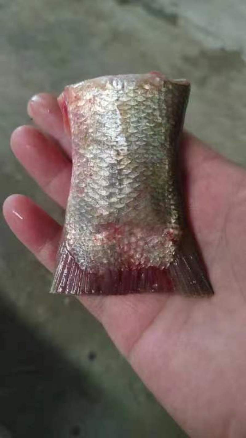 鲢鱼尾鲢鱼块