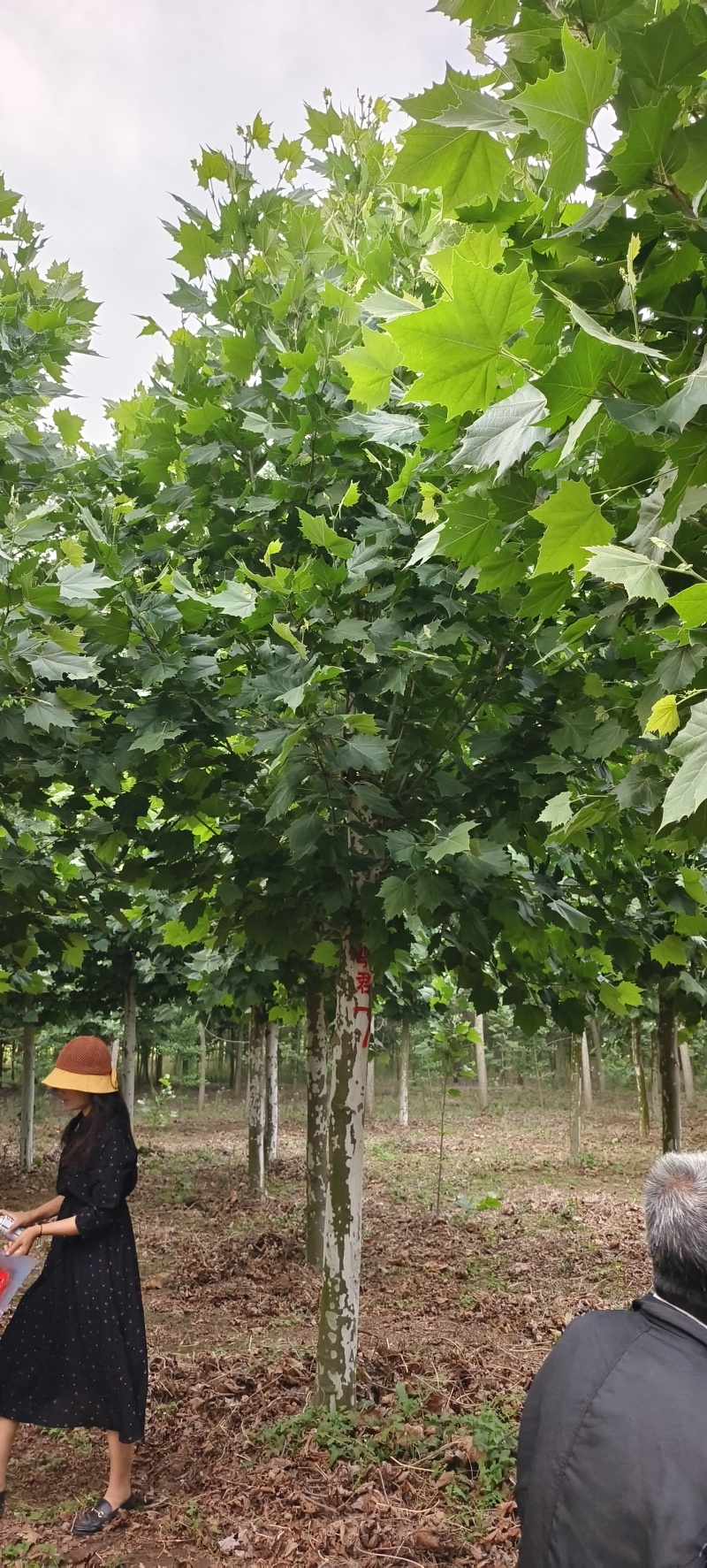 徐州李氏园林苗圃出售5/40速生法桐，当天装车诚信经营