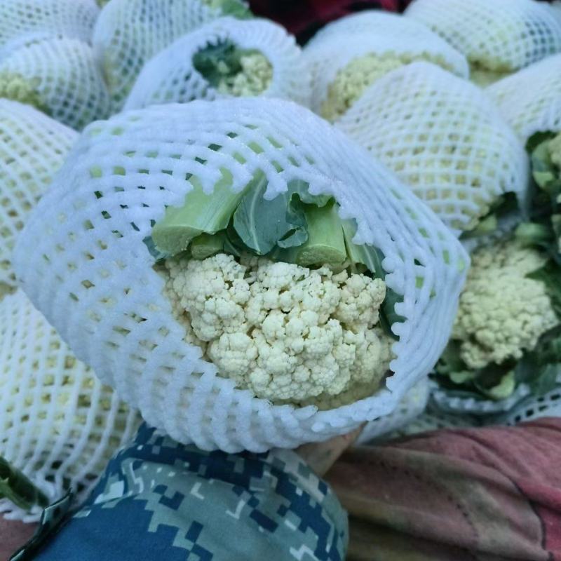 松花菜大量上市产地直发一手货源可视频看货