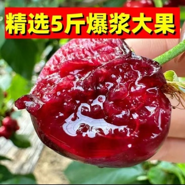 樱桃美早先锋~一件代发~抖音~快手~对接各大电商