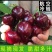 樱桃美早先锋~一件代发~抖音~快手~对接各大电商