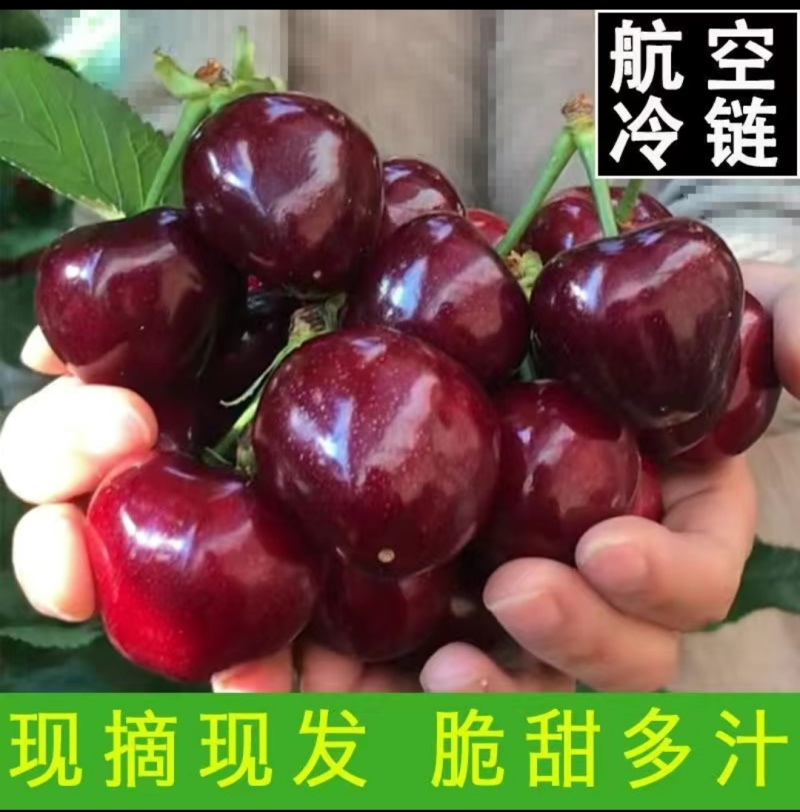 樱桃美早先锋~一件代发~抖音~快手~对接各大电商