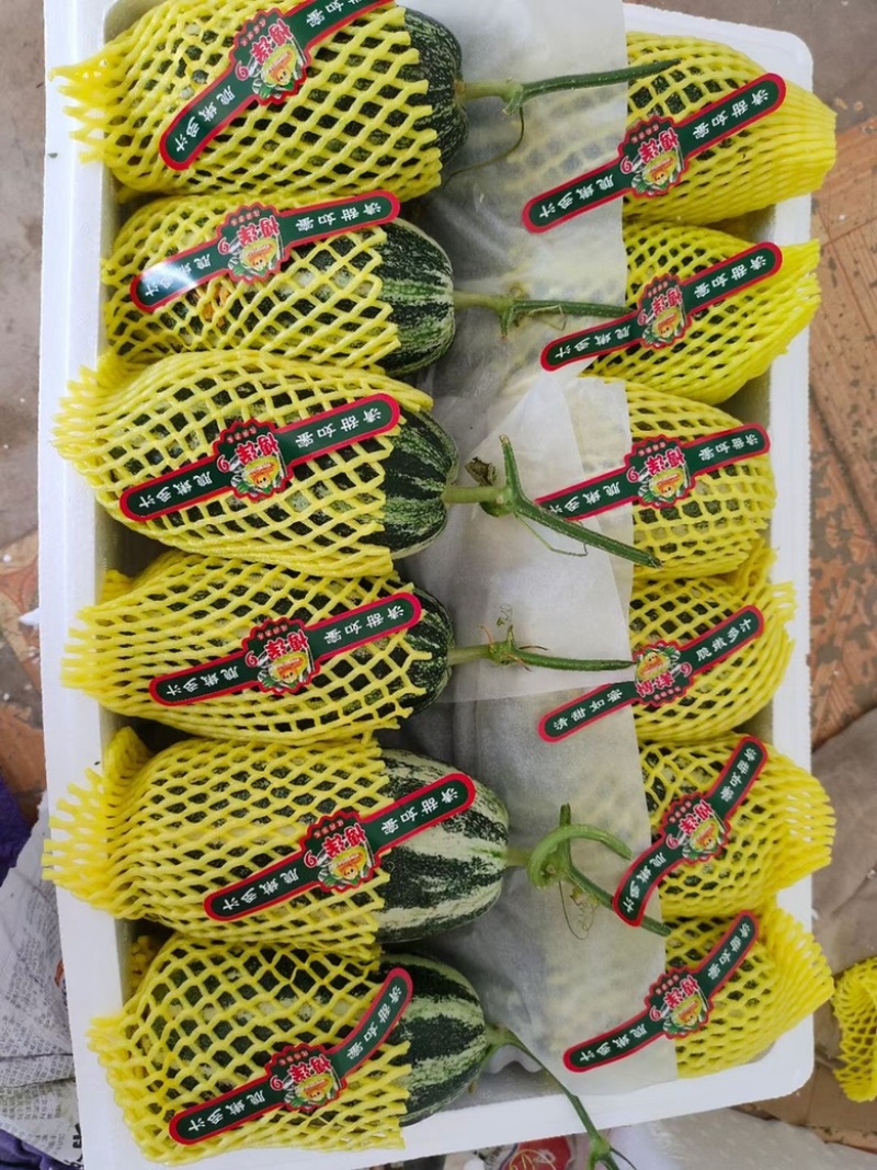 博洋甜瓜，博洋九号大量供应山东滨州产地直发，量大从优