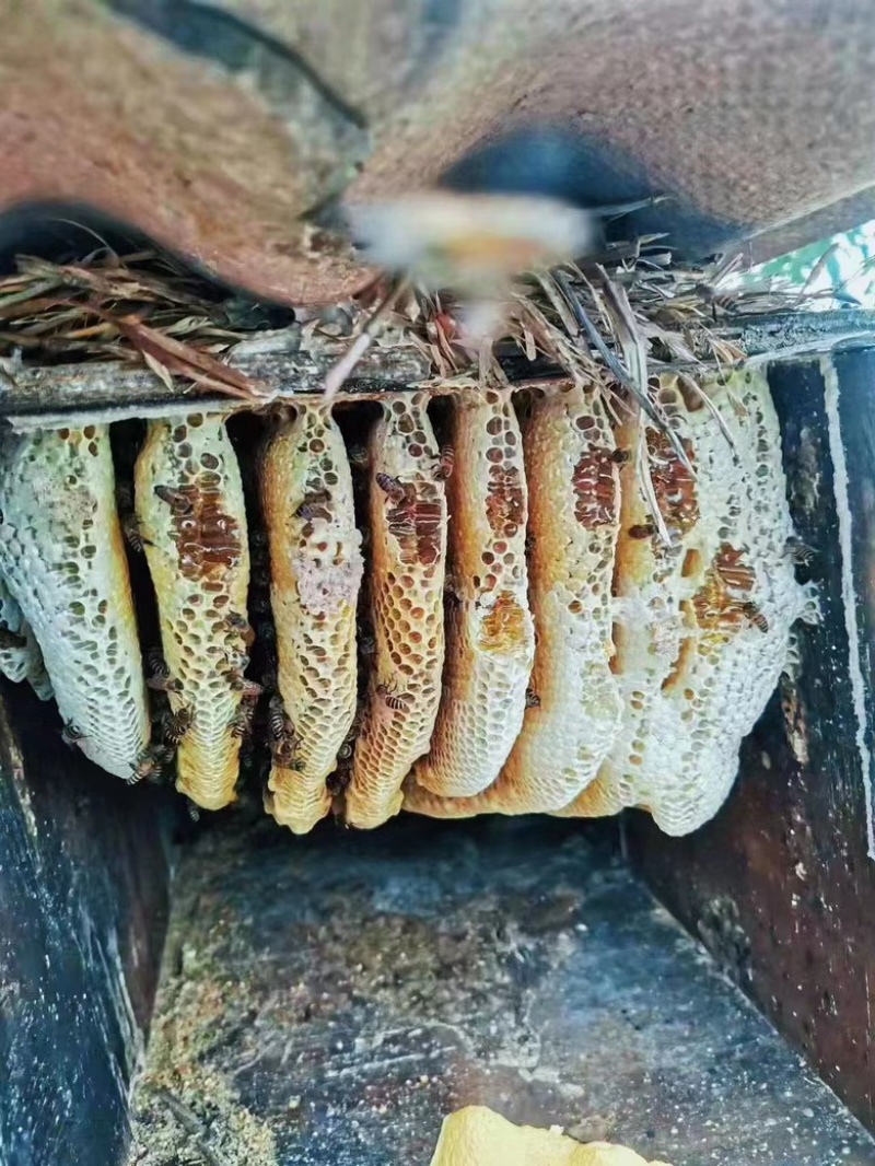 全天然野生蜂蜜野蜂蜜大量供货一件代发欢迎电联