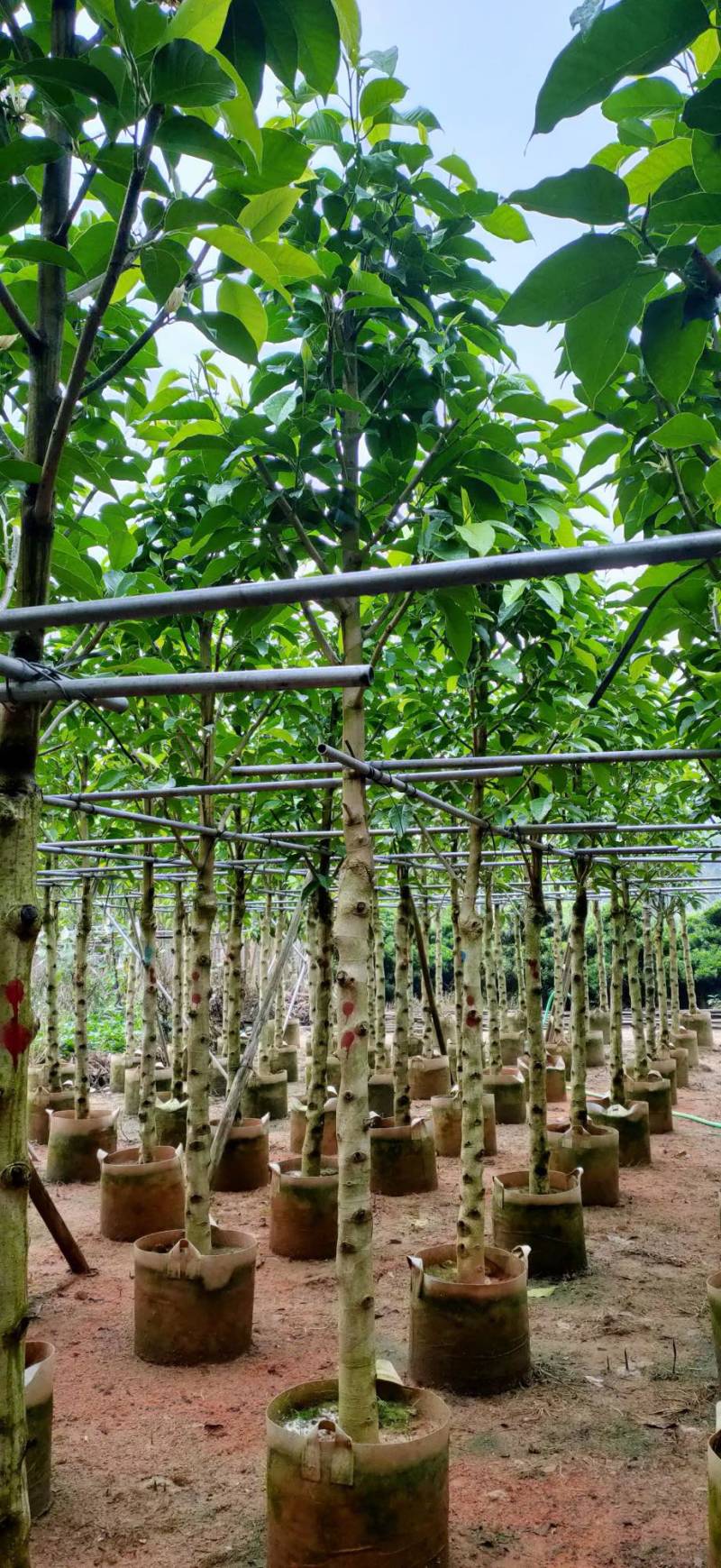 白玉兰5分至15分苗圃直供质量保证欢迎来电咨询