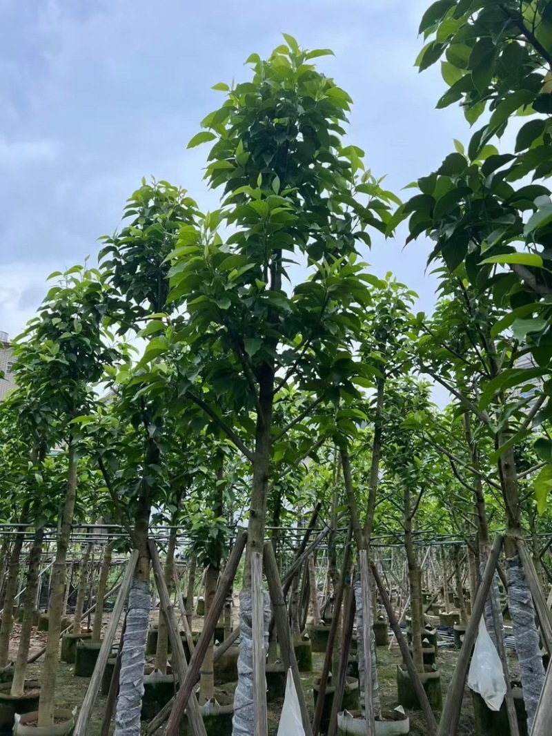 白玉兰5分至15分苗圃直供质量保证欢迎来电咨询