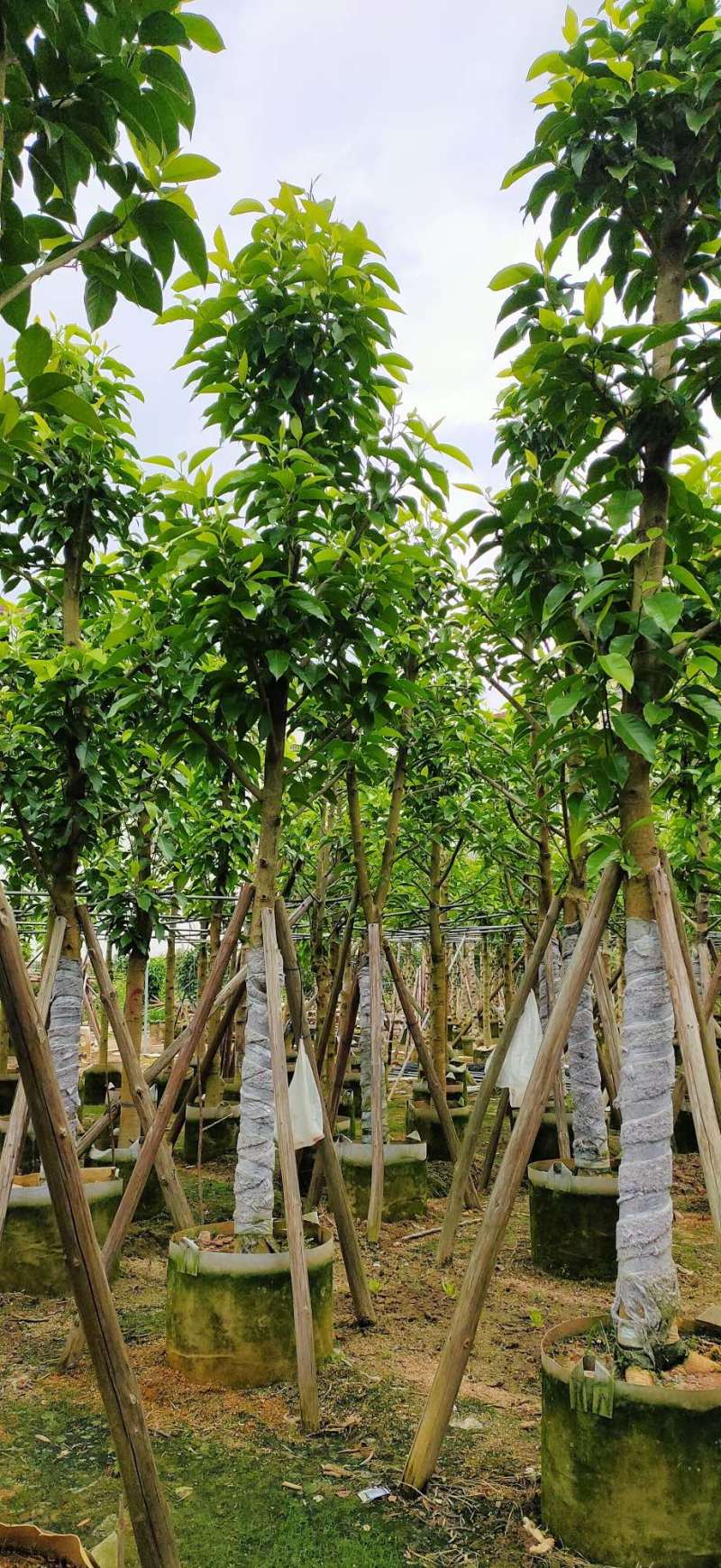白玉兰5分至15分苗圃直供质量保证欢迎来电咨询