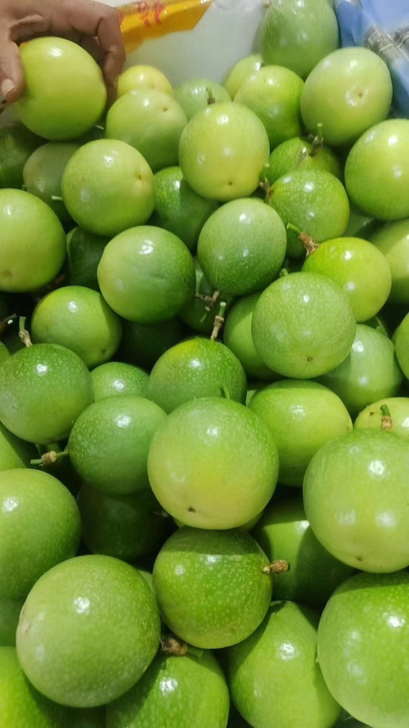 广东湛江百香果钦蜜9号百香果大量有货欢迎电联