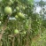 广东湛江百香果钦蜜9号百香果大量有货欢迎电联