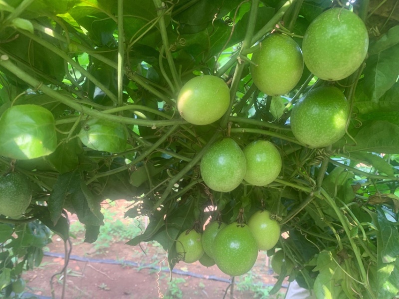 广东湛江百香果钦蜜9号百香果大量有货欢迎电联