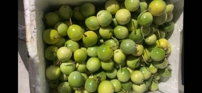 广东湛江百香果钦蜜9号百香果大量有货欢迎电联
