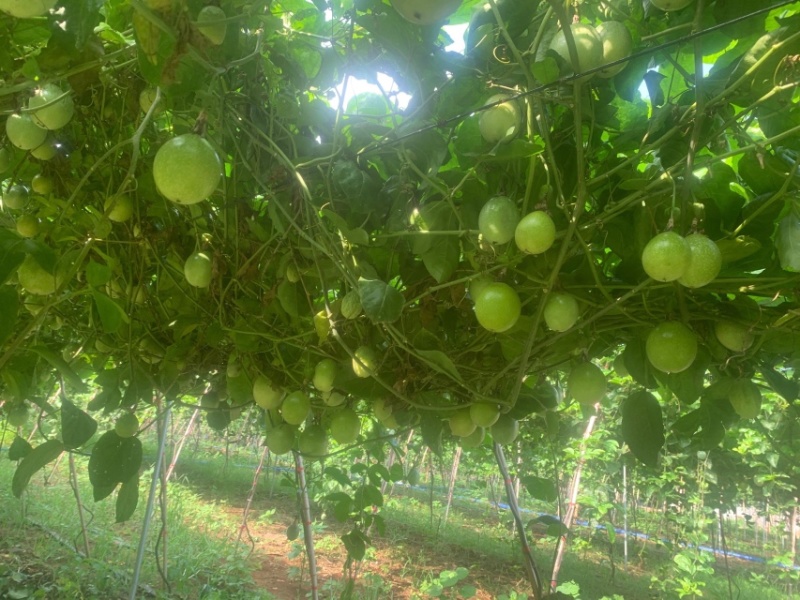 广东湛江百香果钦蜜9号百香果大量有货欢迎电联
