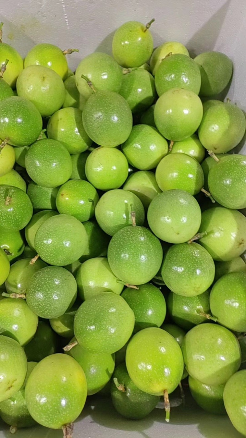 广东湛江百香果钦蜜9号百香果大量有货欢迎电联