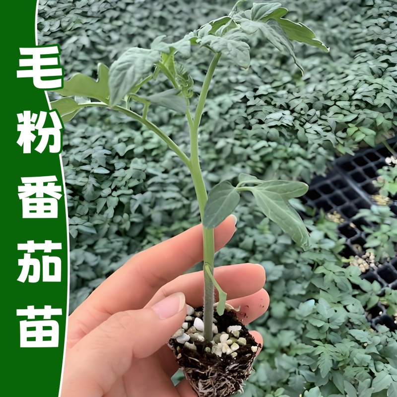 寿光毛粉番茄苗，苗场直发，抗病害强，成活率高，量大从优