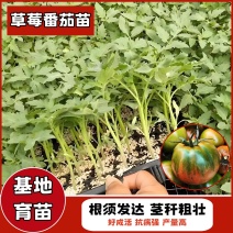 精品草莓番茄苗，根须发达，抗病强产量高，诚信经营，欢迎采购