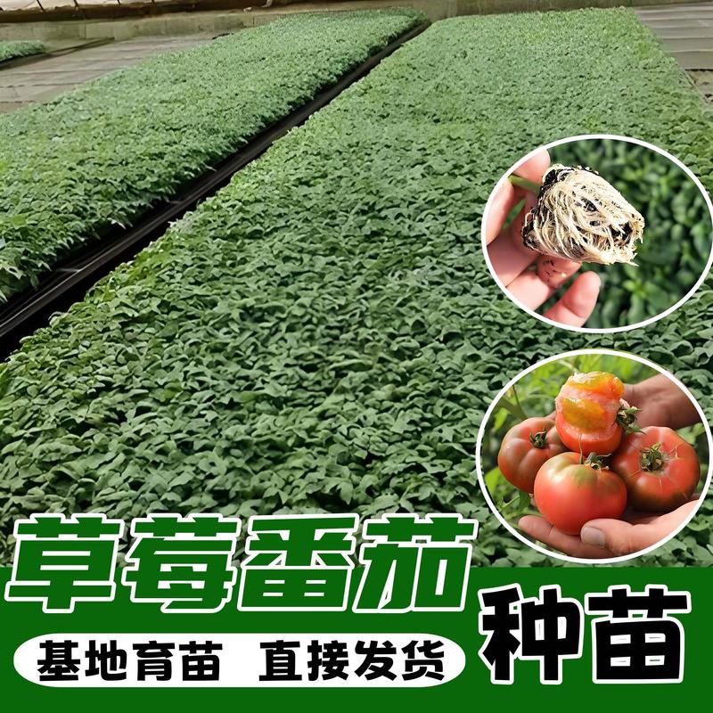精品草莓番茄苗，根须发达，抗病强产量高，诚信经营，欢迎采购
