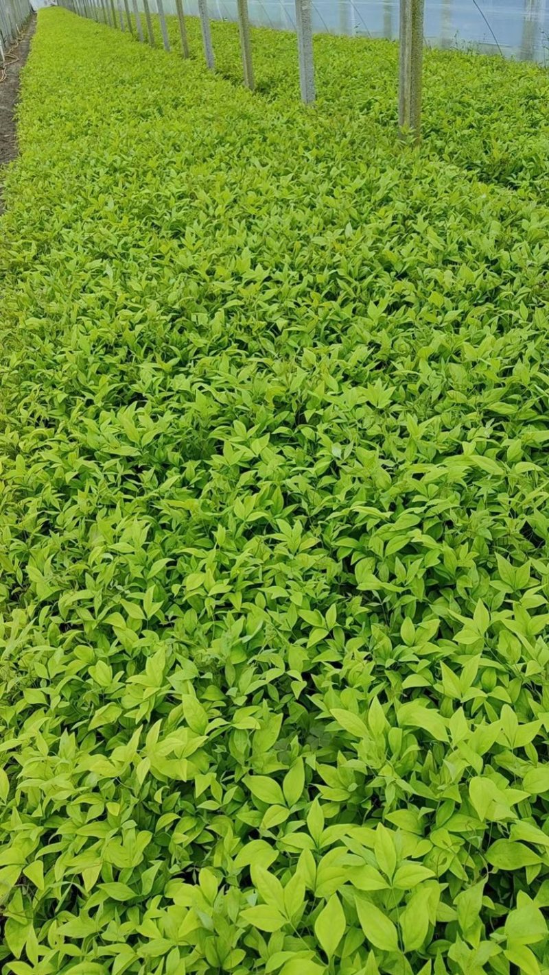 火焰南天竹红宝石南天竹普通南天竹耐低温成活高
