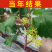 葡萄树