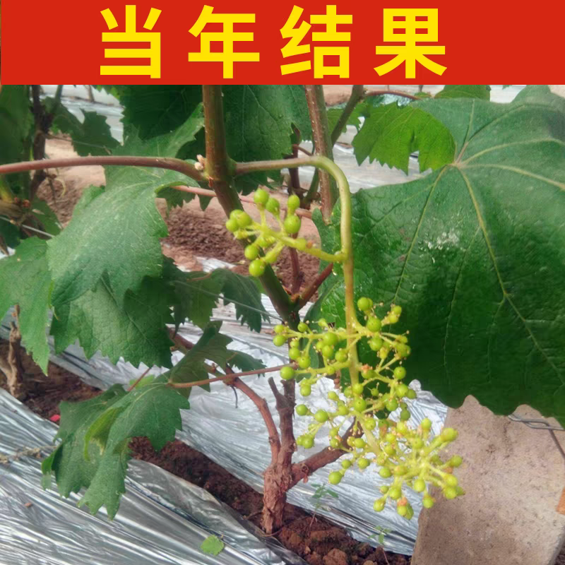 葡萄树