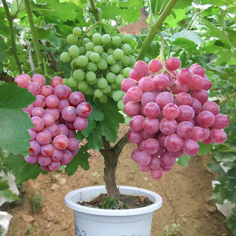 葡萄树