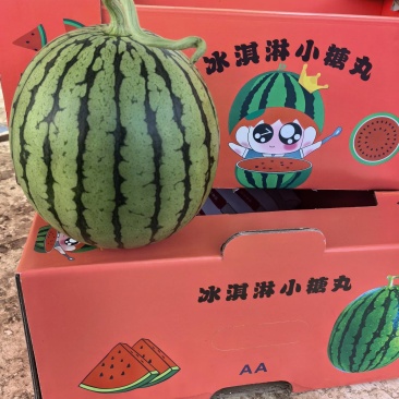 2K西瓜小糖丸西瓜早春红玉西瓜电商货市场货