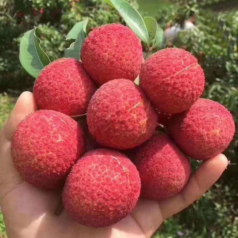 无核荔枝海南精品无核荔枝保质保量全国冷链发货欢迎下单