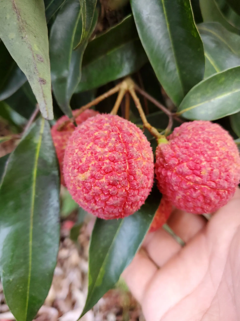 无核荔枝海南精品无核荔枝保质保量全国冷链发货欢迎下单