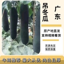 精品冬瓜广东吊冬瓜品质保证现摘现发量大从优