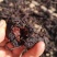 大别山里自然生长的多花倒苗甜黄精，现挖现发货
