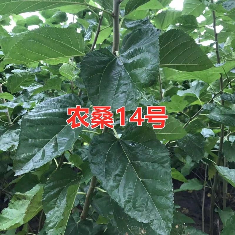 农桑14号强桑1号大叶桑苗