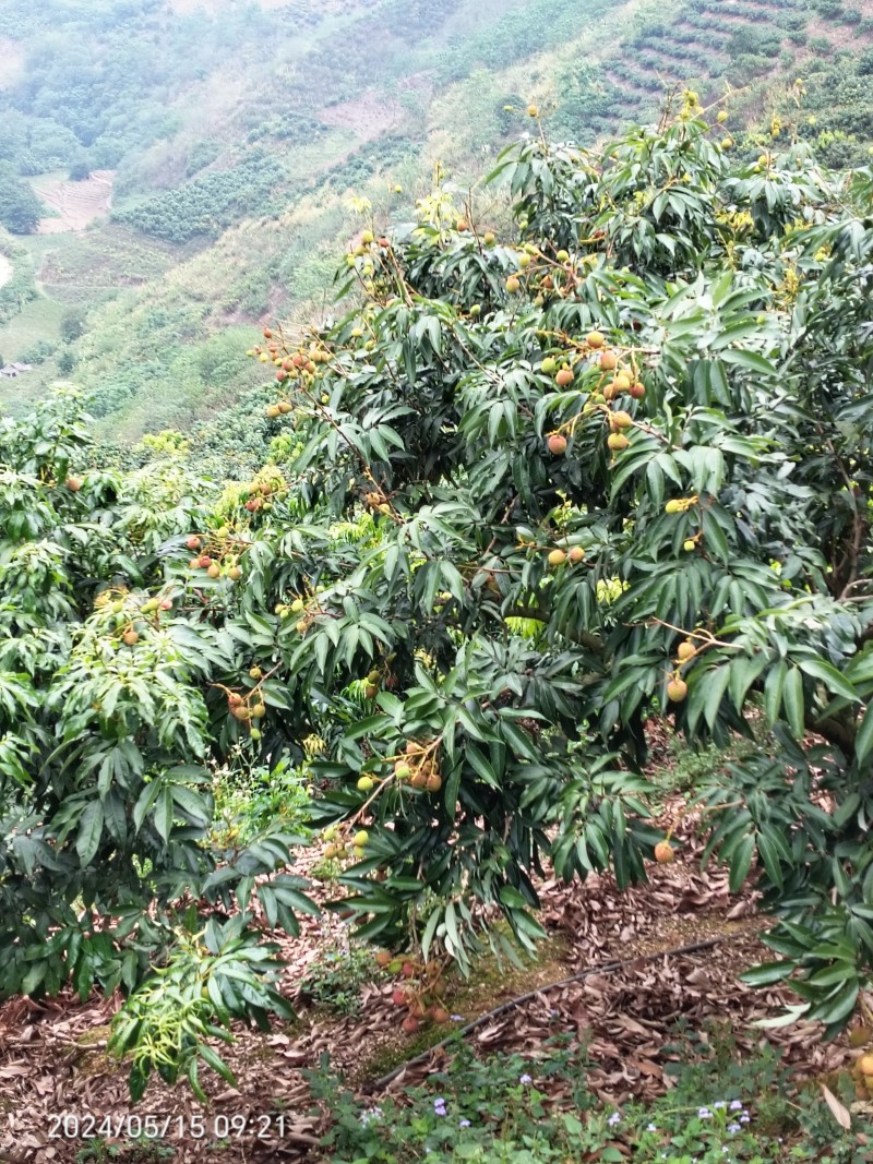 云南荔枝红河精品妃子笑质量保证品种纯正假一赔十