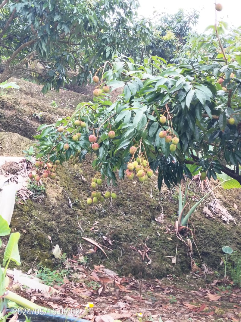 云南荔枝红河精品妃子笑质量保证品种纯正假一赔十