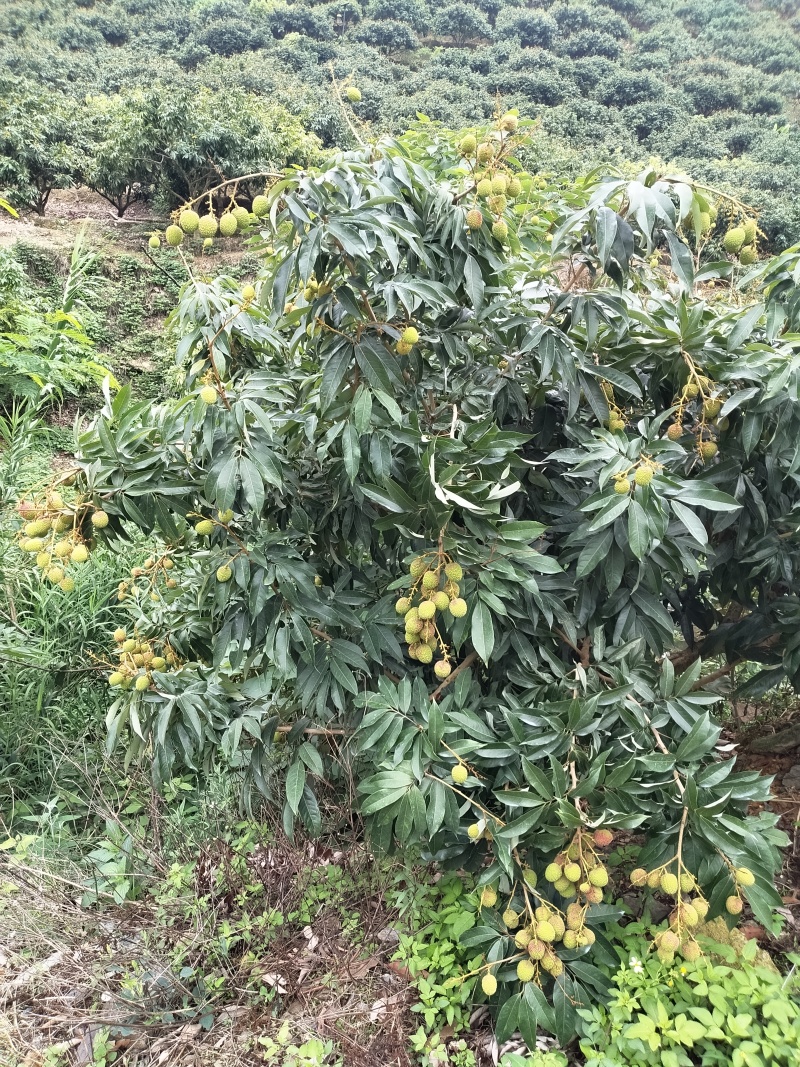 云南荔枝红河精品妃子笑质量保证品种纯正假一赔十