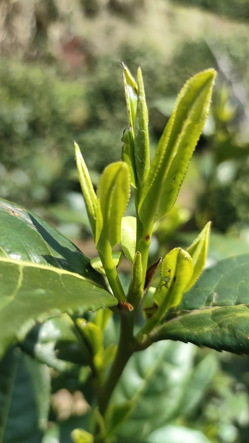 霍山黄芽