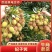 云南荔枝红河精品妃子笑质量保证品种纯正假一赔十