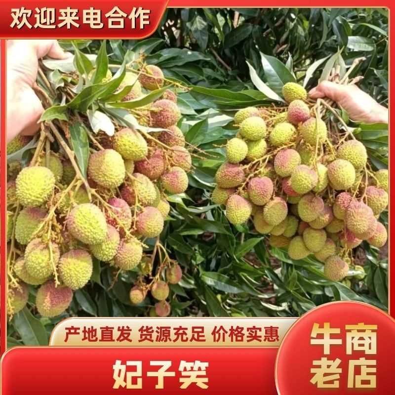 云南荔枝红河精品妃子笑质量保证品种纯正假一赔十