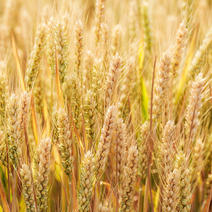 河南省鲁山县生态农业不施化肥，预售成熟小麦600亩