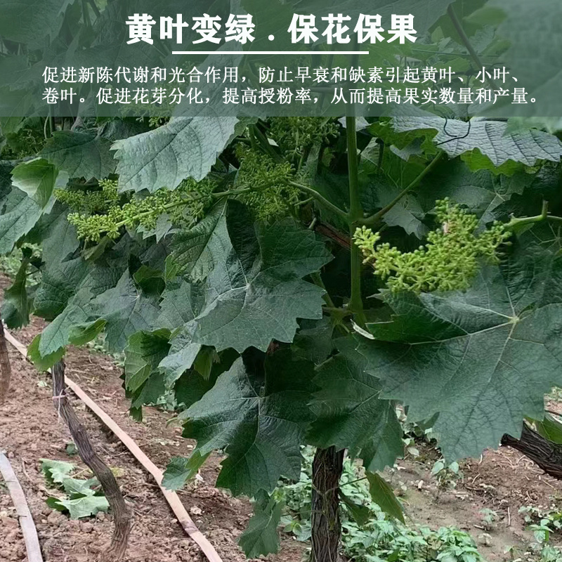正品直销钙镁锌硼水溶肥料膨果防裂含氨基酸肥料