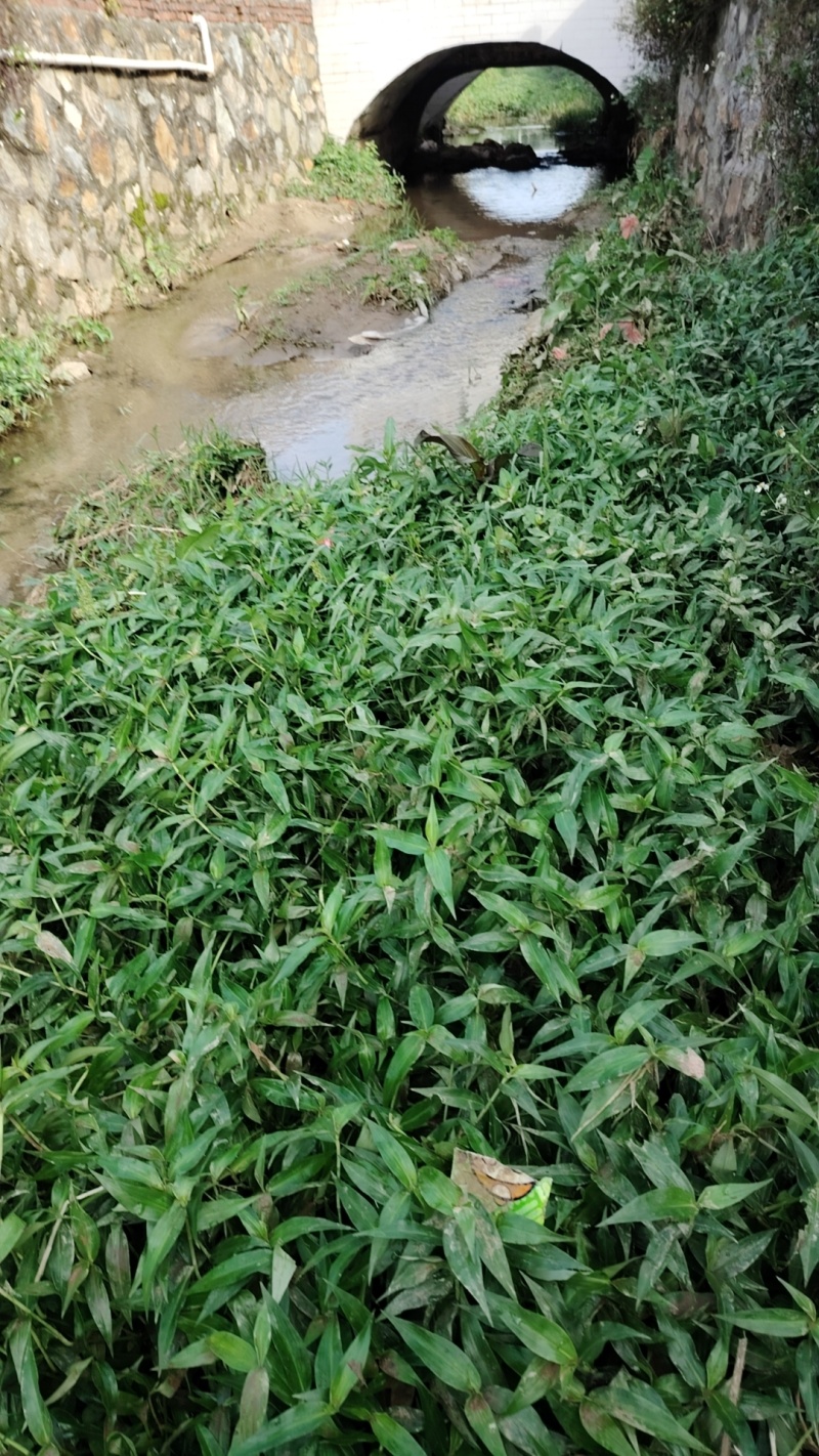 鸭跖草福建基地直供质量保证货源充足价格美丽欢迎订购