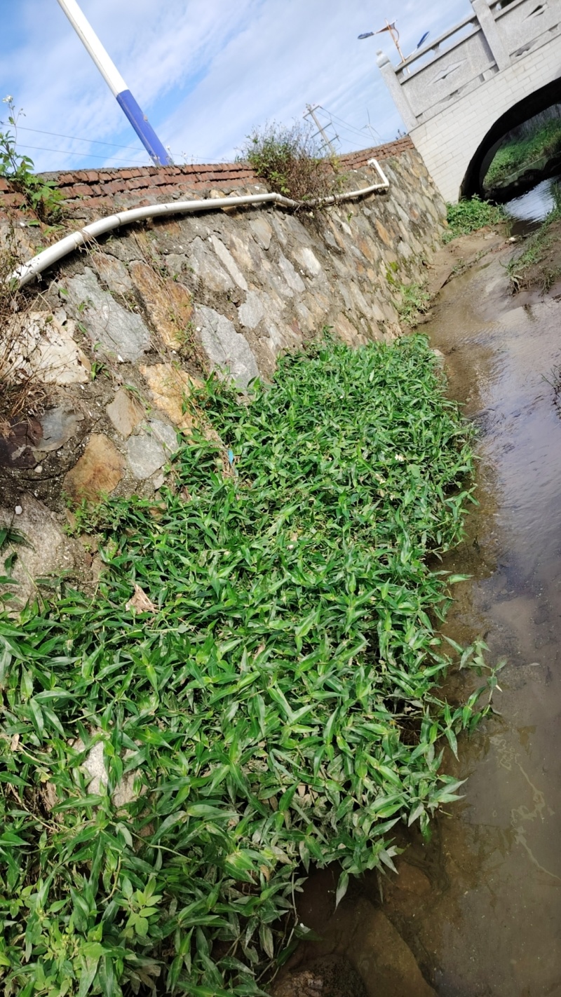 鸭跖草福建基地直供质量保证货源充足价格美丽欢迎订购