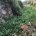 鸭跖草福建基地直供质量保证货源充足价格美丽欢迎订购