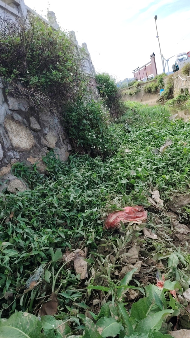 鸭跖草福建基地直供质量保证货源充足价格美丽欢迎订购