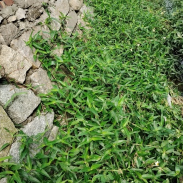 鸭跖草福建基地直供质量保证货源充足价格美丽欢迎订购