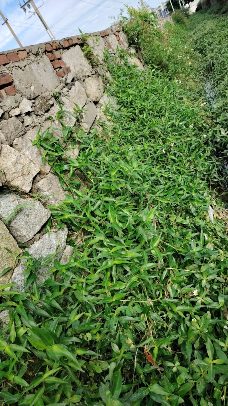 鸭跖草福建基地直供质量保证货源充足价格美丽欢迎订购
